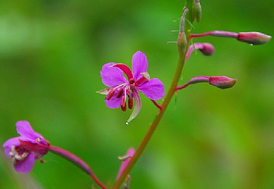 pink, red and green