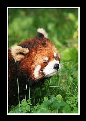 Red Panda_Eyes Closed