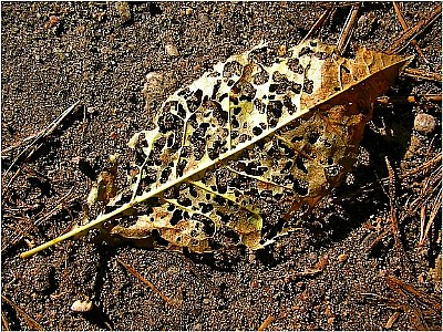 october leaf
