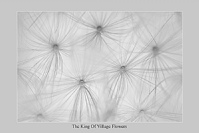 The King Of Village Flowers