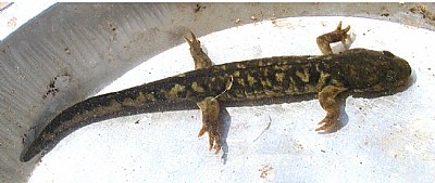 Pacific Salamander