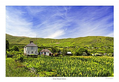 Yellow flowers in Dingle peninsula