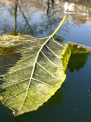 A Leaf In The Water