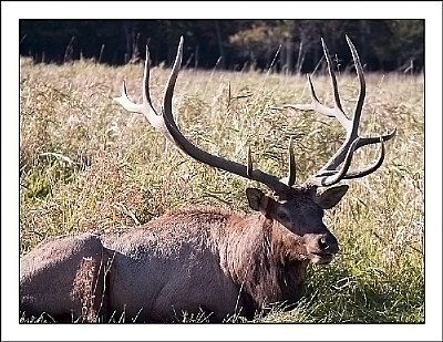 Elk