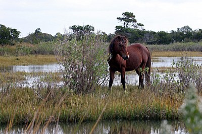 Wild Ponies of Asseteague