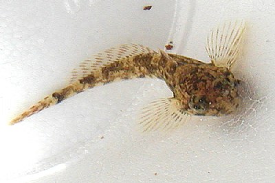 Sculpin