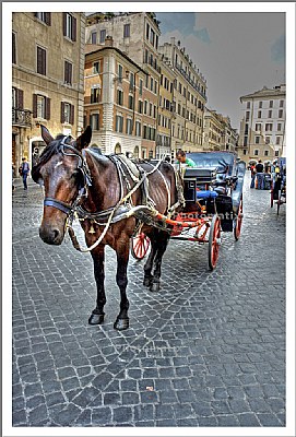 cavallo