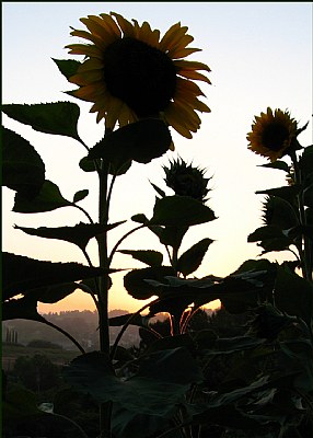 Sunflower Silouettes