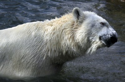 Polar Bear