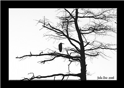 Bird on the Tree 