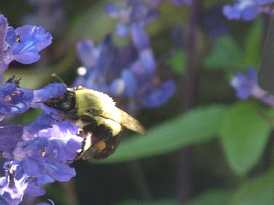 Bee on Flower