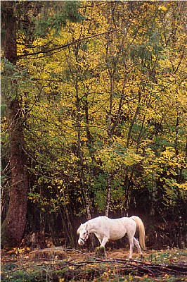 White Horse in Fall