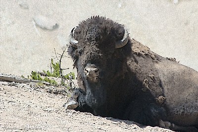 last from Yellowstone