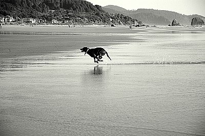 Dog's Flight on Water