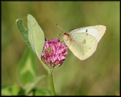 Yellow on Clover