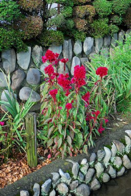 Red Roadside Flower