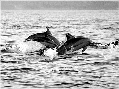 Hunted Dolphin