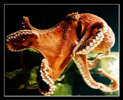 Octopuss 1