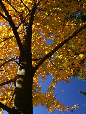 Fall