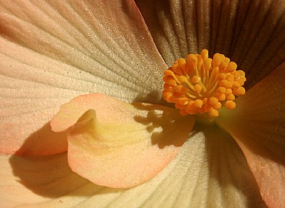 Flor VI