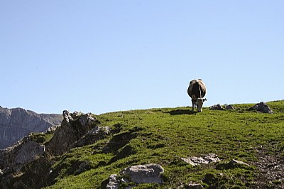 Cow