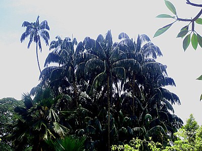 Palm Tree & Flowers