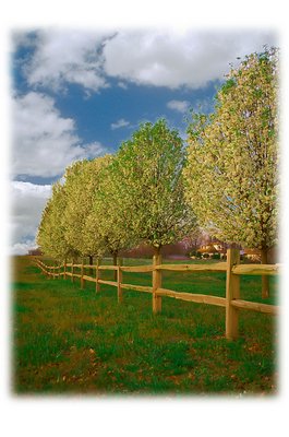 Fence and Blossome