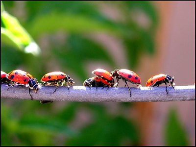 Marching Ladybugs