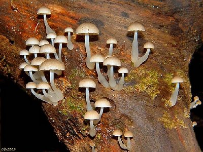 Tiny Fungi