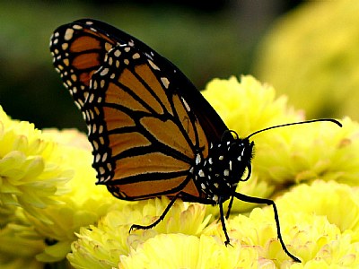 Beautiful Flutterby