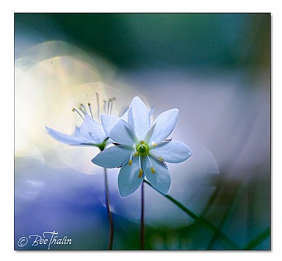 Flower of light