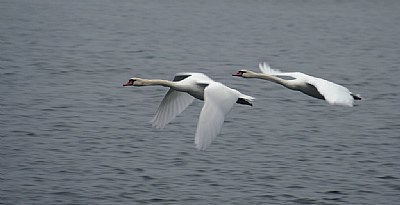 Swans In Flight