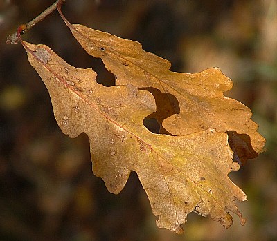 Autumn Oak