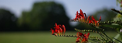 red flowers