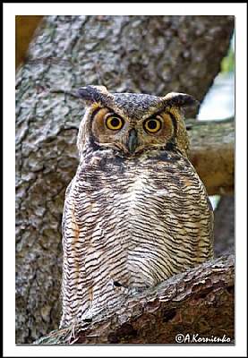 Elusive Owl
