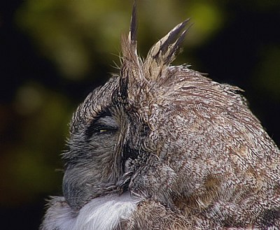 Owl Profile