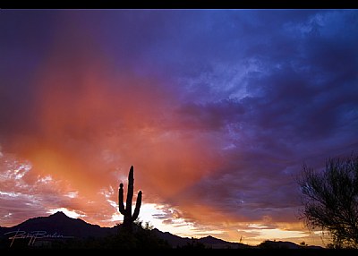 Sonoran Sunrise