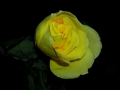 yellow rose