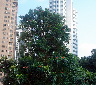 Tree& Buildings