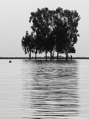 Arbres flottants