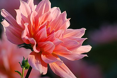 Peach Dahlia