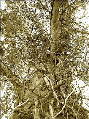 wickerwork tree