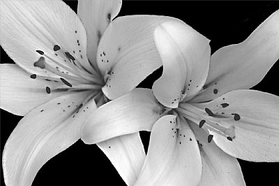 White Lilies - Shadow and Light