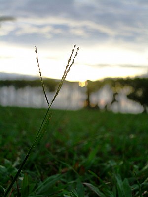 grass