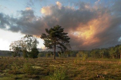 Whitefold Moor