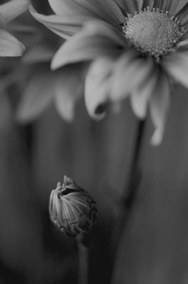 Bouquet in black...