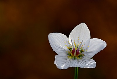 Flowers of the mountain  1