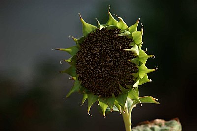 dead sun flower