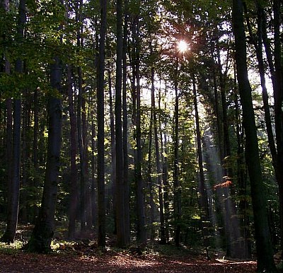 Light