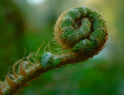 Curled Fern